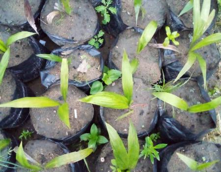 Planter pour sécuriser les terrains de la Fondation